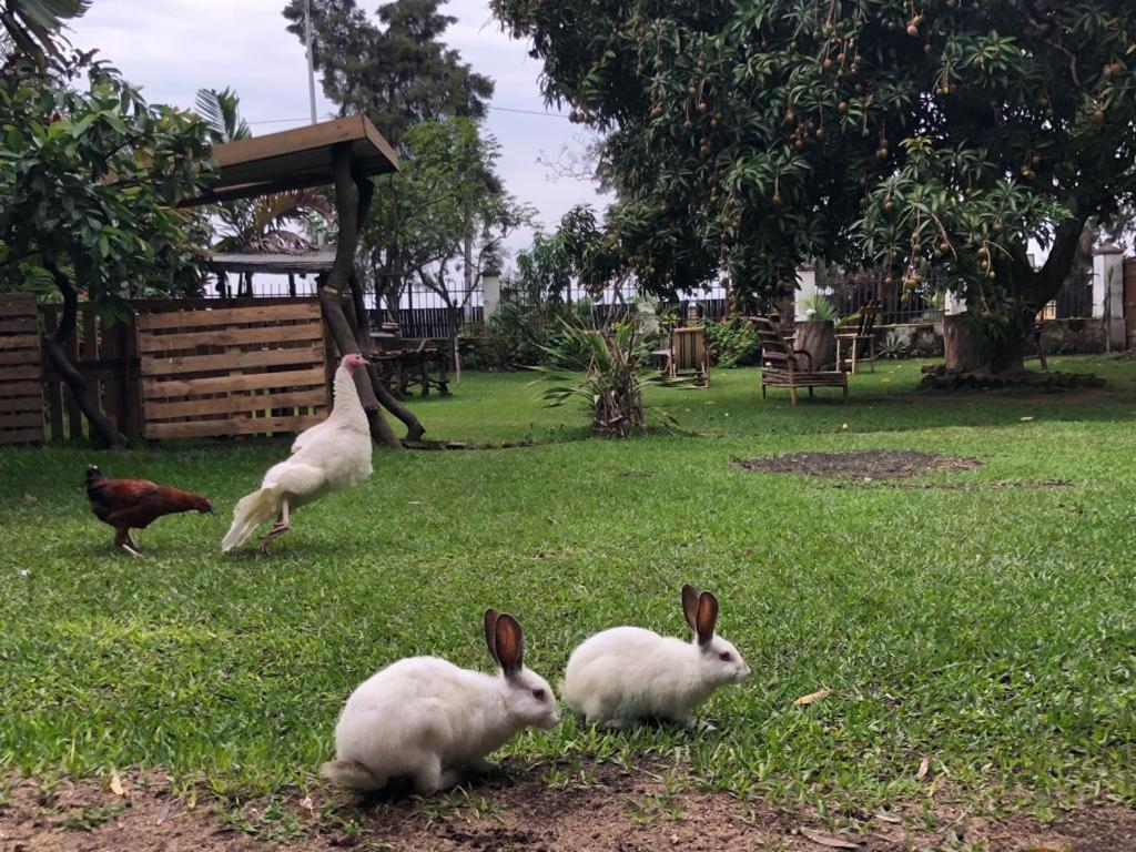 Kivu Beach Garden 吉塞尼 外观 照片