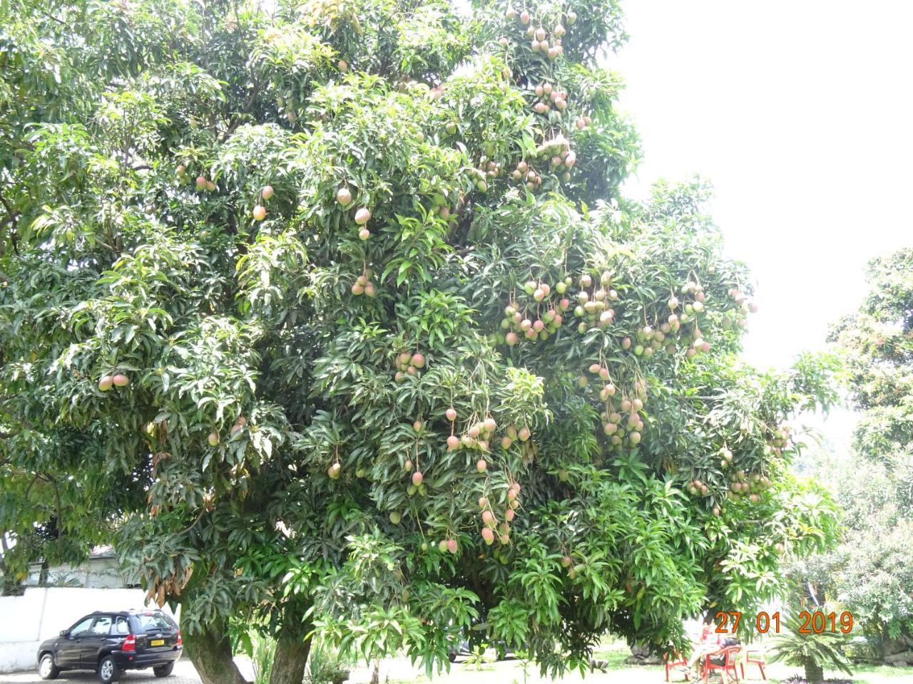 Kivu Beach Garden 吉塞尼 外观 照片